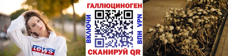 Галлюциногенные грибы Psilocybe  Сальск 